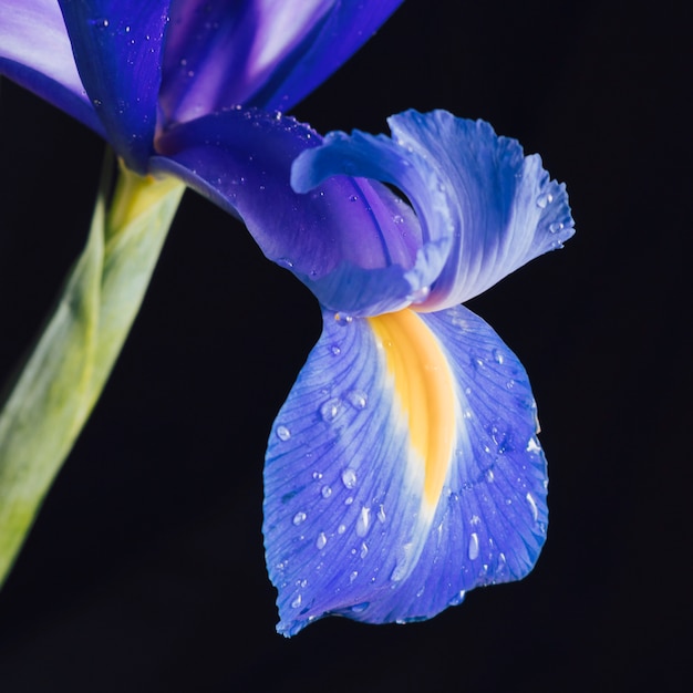 Schönes frisches blaues Blumenblumenblatt im Tau