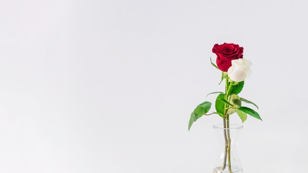 Schönes frisches Licht und rote Blüten im Vase mit Wasser