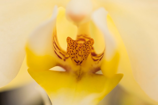Schönes gelbes Blumenblatt der frischen Blume