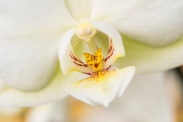 Schönes gelbes frisches Blumenblatt der weißen Blume