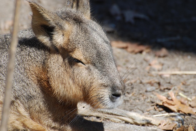 Schönes Gesicht eines Capybara hautnah und persönlich