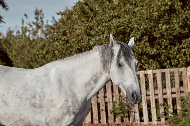 Schönes graues Pferd in White Apple, Nahaufnahme der Schnauze, süßer Look, Mähne, Hintergrund des Lauffeldes, Corral, Bäume. Pferde sind wunderbare Tiere