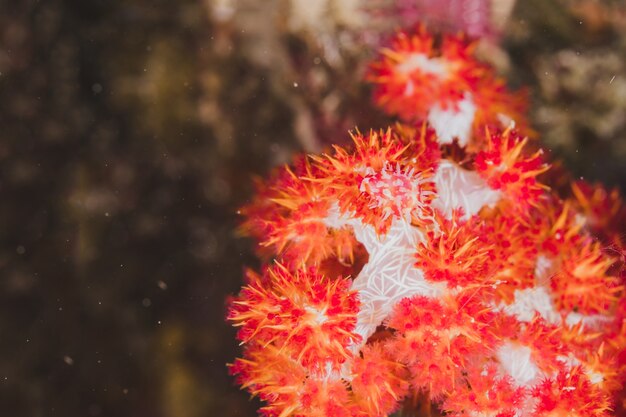 Schönes großes Seafan im Unterwasser