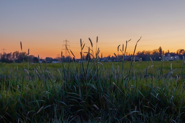 Schönes grünes Feld mit dem Sonnenuntergang im Hintergrund