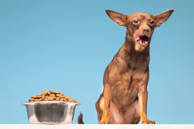 Schönes Haustierporträt des Hundes mit Nahrung
