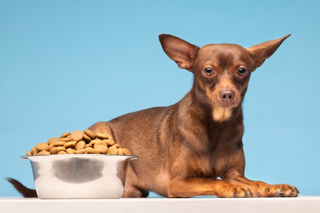 Schönes Haustierporträt des Hundes mit Nahrung