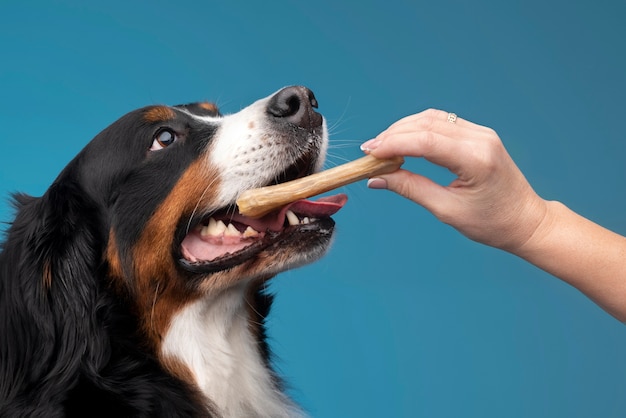 Schönes Haustierporträt des Hundes mit Nahrung