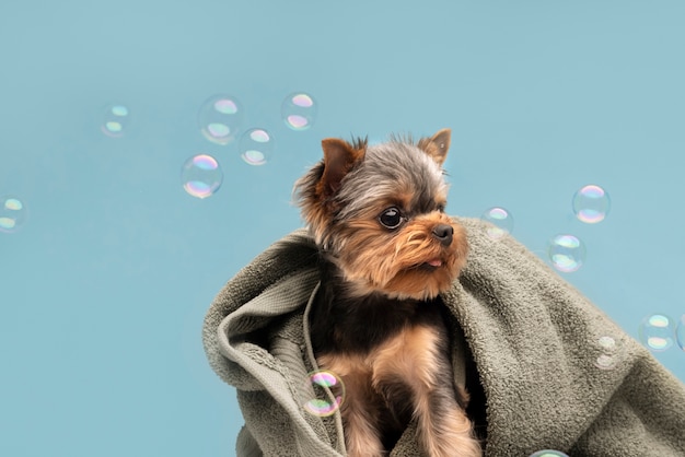 Schönes Haustierporträt des kleinen Hundes mit Blasen