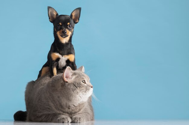 Schönes Haustierporträt von kleinem Hund und Katze