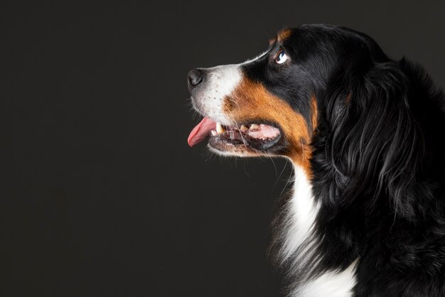 Schönes Haustierportrait des Hundes