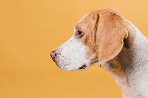 Schönes Hundedenken der Seitenansicht