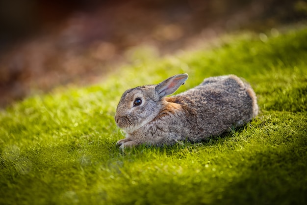 Schönes Kaninchen im Gras