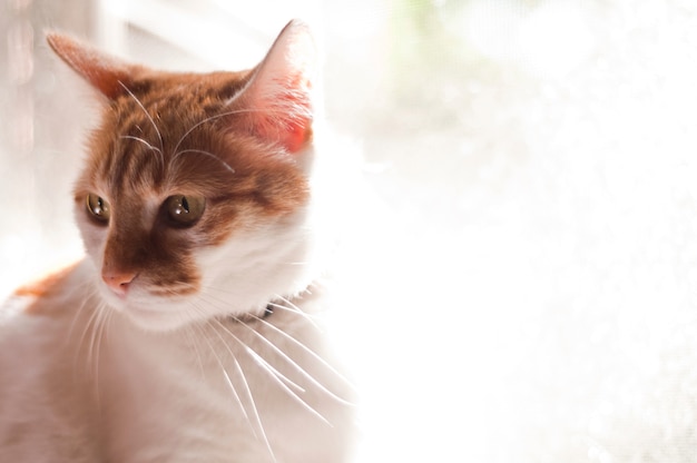 Schönes Katzenporträt. Katze mit gelben Augen. Lady Katze mit flehendem Blick auf den Betrachter mit Platz für Werbung und Text
