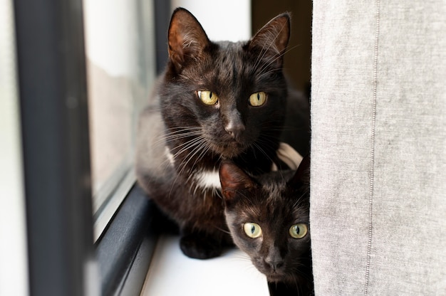 Kostenloses Foto schönes katzenportrait hautnah