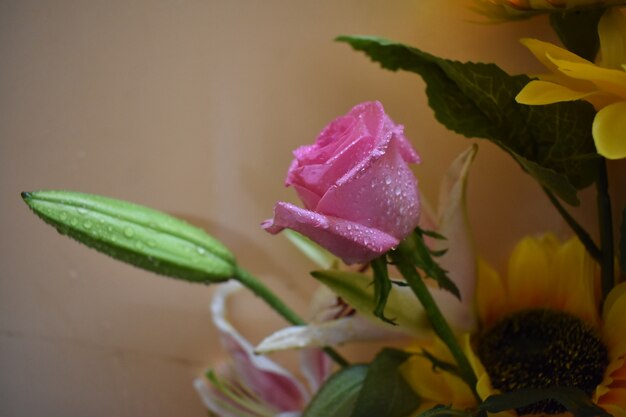 Schönes Konzept mit bunten Rosenblumen