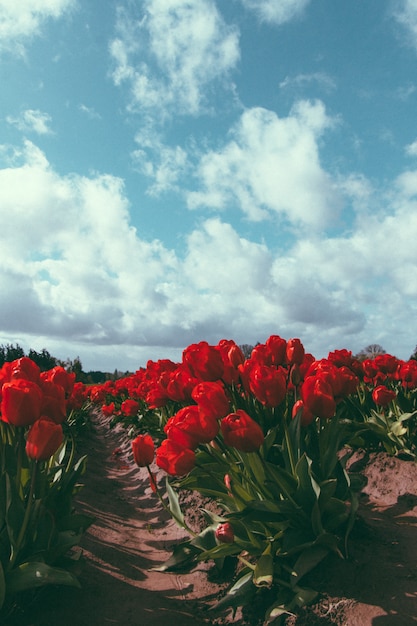 Schönes landwirtschaftliches Feld der roten Tulpen, die unter einem atemberaubenden bewölkten Himmel wachsen