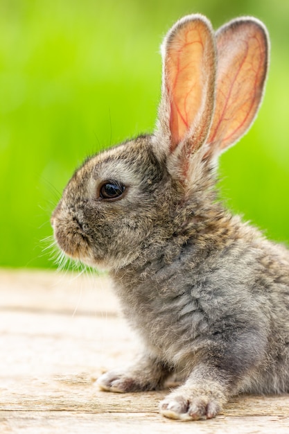 Schönes lustiges graues Kaninchen auf einem natürlichen Grün