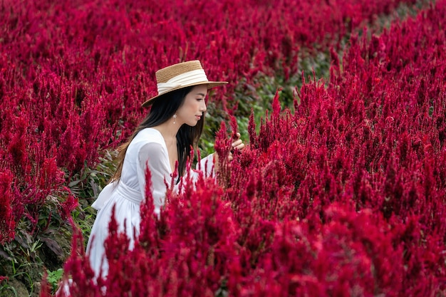 Schönes Mädchen im weißen Kleid, das in Celosia Blumenfeldern, Chiang Mai sitzt