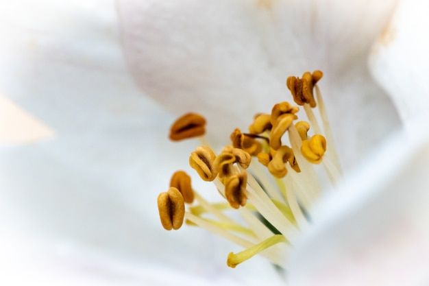 Schönes Makrobild einer weißen Blume mit gelben Nektaren unter dem Sonnenlicht