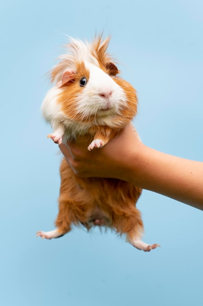 Kostenloses Foto schönes meerschweinchen-haustierportrait