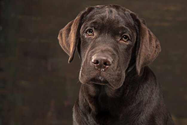 Schönes Porträt eines Schokoladen-Labrador-Retriever-Welpen