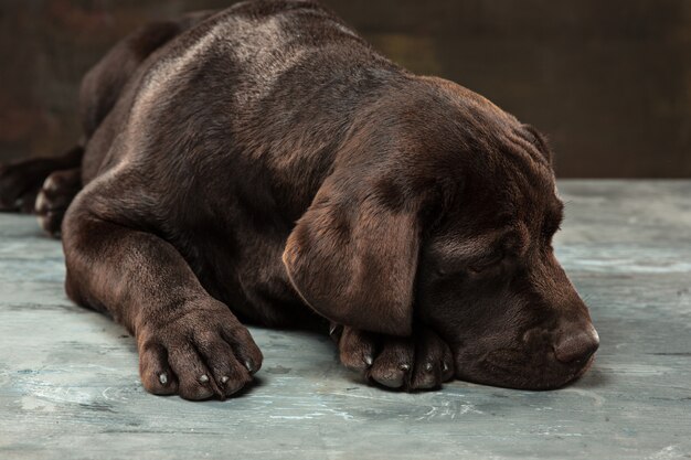 Schönes Porträt eines Schokoladen-Labrador-Retriever-Welpen