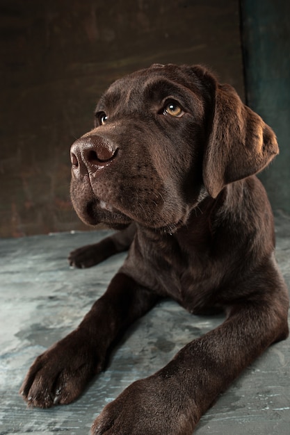 Kostenloses Foto schönes porträt eines schokoladen-labrador-retriever-welpen