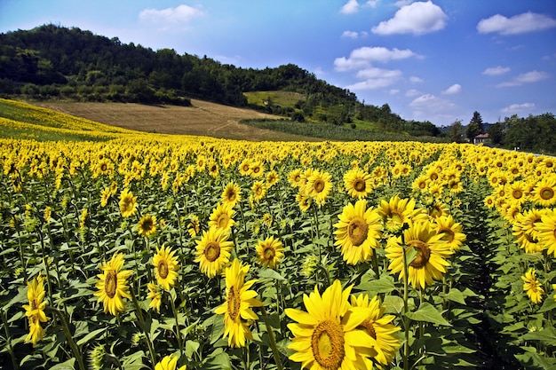 Schönes Sonnenblumenfeld, umgeben von Bäumen und Hügeln unter dem Sonnenlicht und einem blauen Himmel