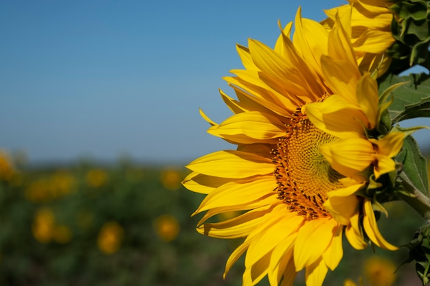 Kostenloses Foto schönes sonnenblumenstillleben im freien