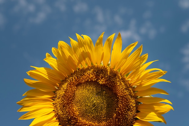 Kostenloses Foto schönes sonnenblumenstillleben im freien