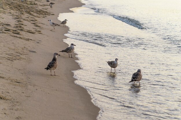 Schönes Strandlebensstilkonzept