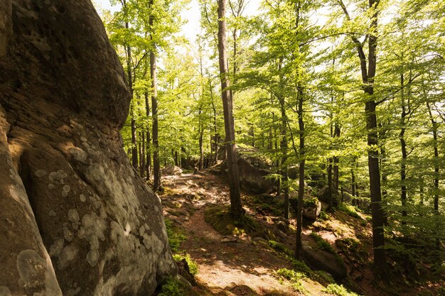 Schönes Stück Natur bei Tageslicht