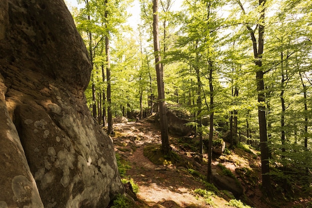 Schönes Stück Natur bei Tageslicht