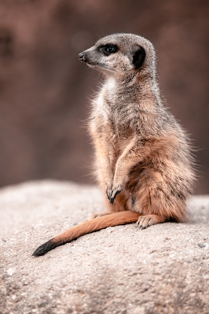 Kostenloses Foto schönes tierporträt