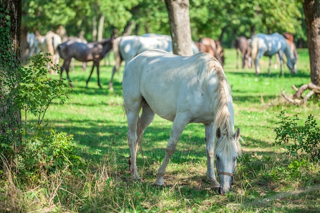 Schönes weißes Pferd, das auf dem grünen Gras in der Lipica weidet