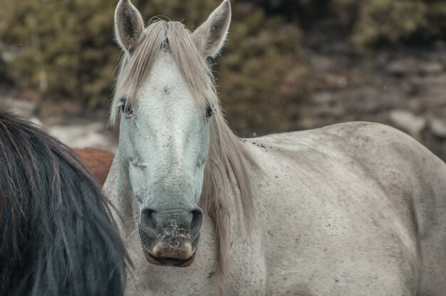 Schönes weißes Pferd im felsigen Berg auf einer verschwommenen Umgebung