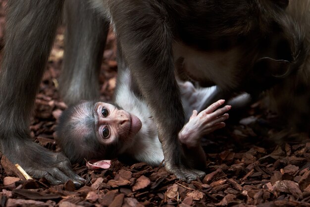 Schönes weißhalsiges Mangabey-Baby und ihr Vater spielen in einem Zoo in Valencia, Spanien