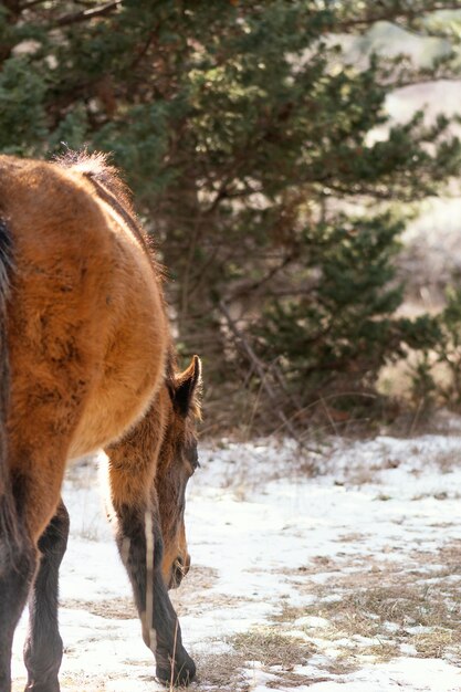 Schönes wildes Pferd im Wald