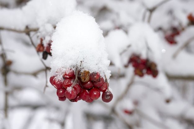 Schönes Winterbild der roten runden Beeren bedeckt mit Schnee während des Winters