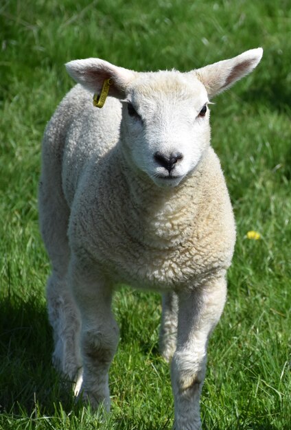 Schönes wolliges junges Lamm auf einer Grasweide