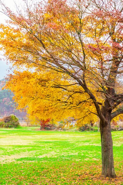 Schönheit Baum Herbst Natur braun