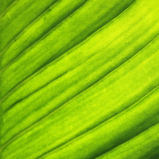 Schönheit Frühling natürliche Pflanze Sommer