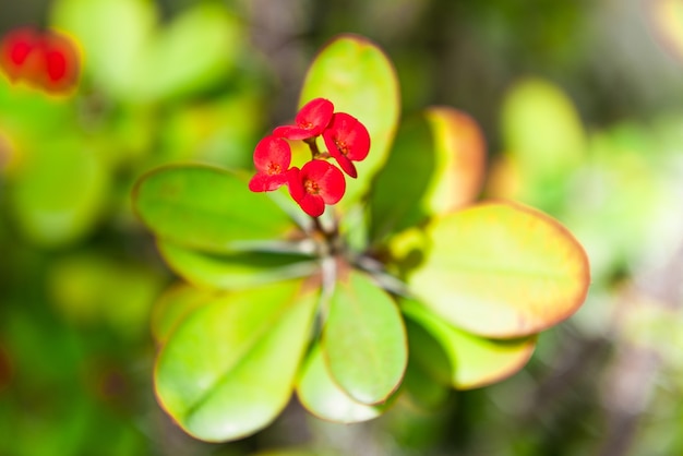 Kostenloses Foto schönheit und bunte blumen