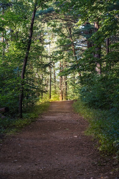 Schotterstraße in der Mitte des Waldes an einem sonnigen Tag mit Waldbäumen im Hintergrund