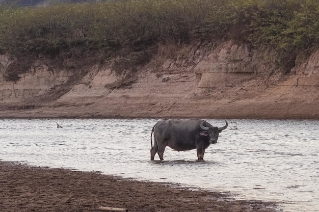 Kostenloses Foto schuss des büffels in den gewässern genommen in doi tao see, thailand, asien
