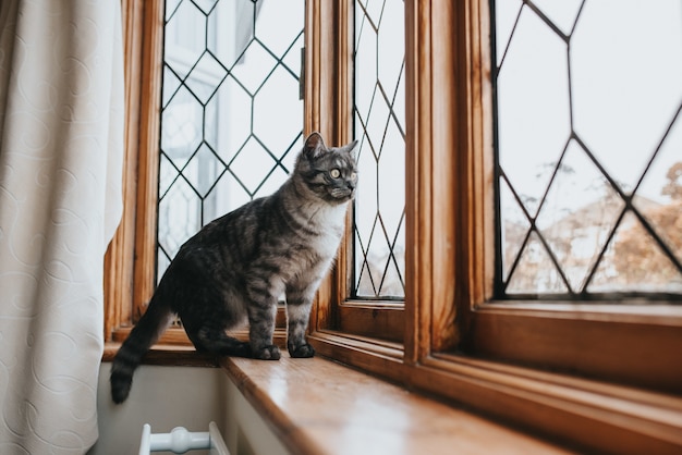 Schuss einer schönen grau und schwarz gemusterten Katze mit gelben Augen, die aus dem Fenster schauen