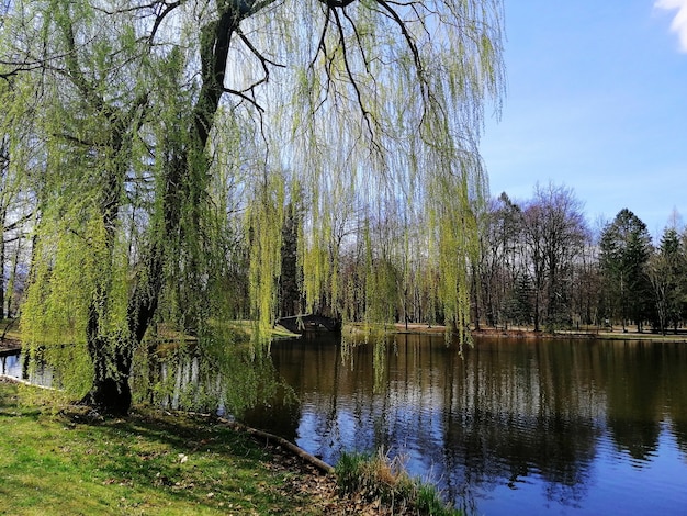Schuss eines hohen halbgrünen Baumes neben einem Teich in Jelenia Góra, Polen.