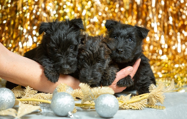 Kostenloses Foto schuss von schottischen terrierwelpen auf goldener wand