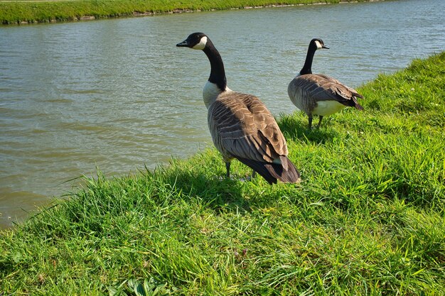 Schuss von schwarzköpfigen Gänsen, die am Ufer stehen