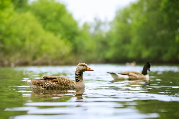 Schuss von zwei Enten, die im See mit Bäumen schwimmen